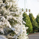 Image for article titled This Is How You Choose the Perfect Christmas Tree